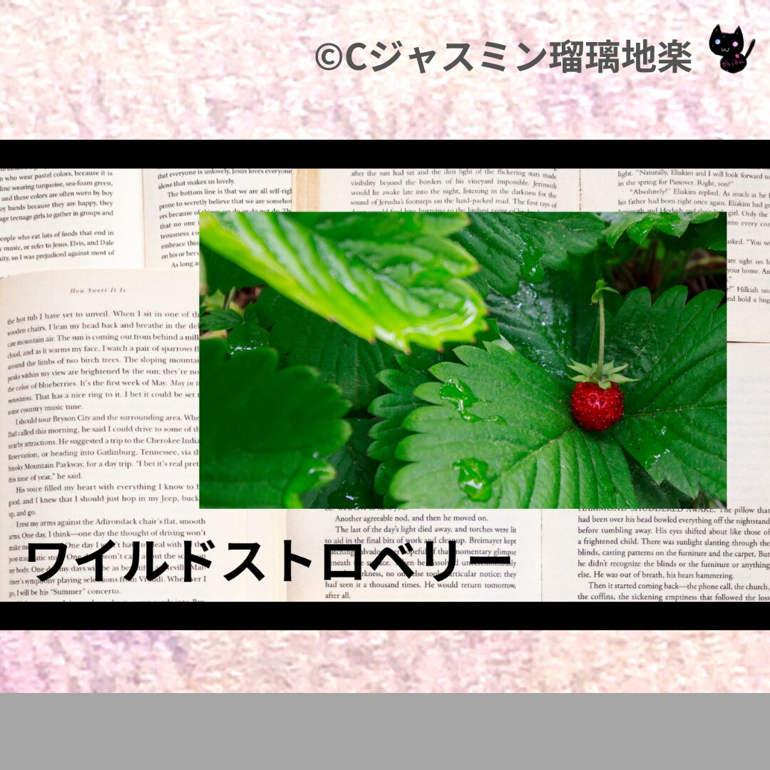 フェンネルのアロマハーブプチ辞典クイズ用アイキャッチ@botanical-study/ハーブ