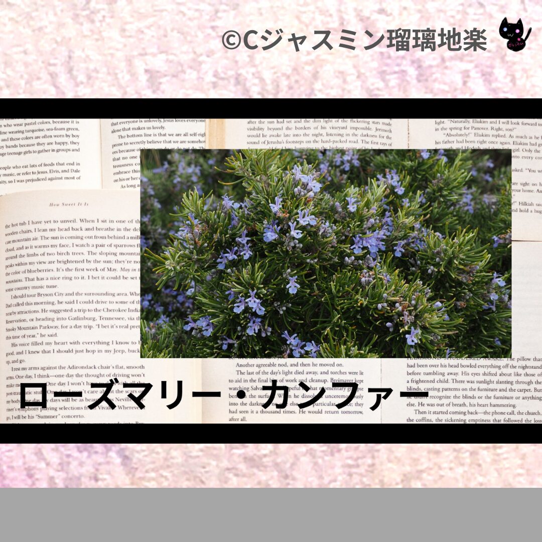 ローズマリー・カンファーのアロマハーブプチ辞典クイズ用アイキャッチ@botanical-study