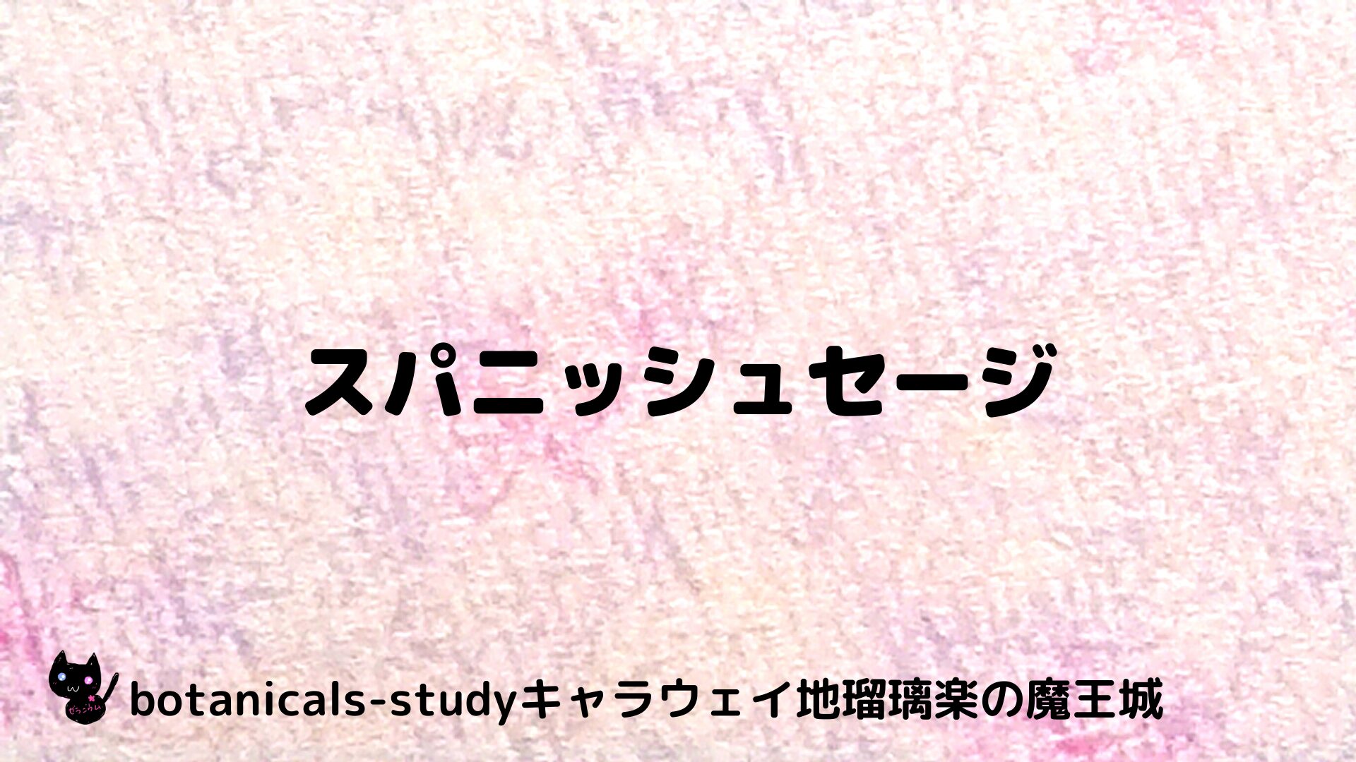 スパニッシュセージのアロマハーブプチ辞典用アイキャッチ＠botanical-study/ハーブ