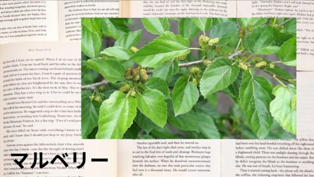 マルベリー:プチ辞典