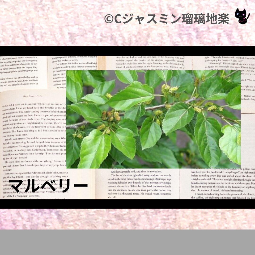 フェンネルのアロマハーブプチ辞典クイズ用アイキャッチ＠botanical-study/ハーブ