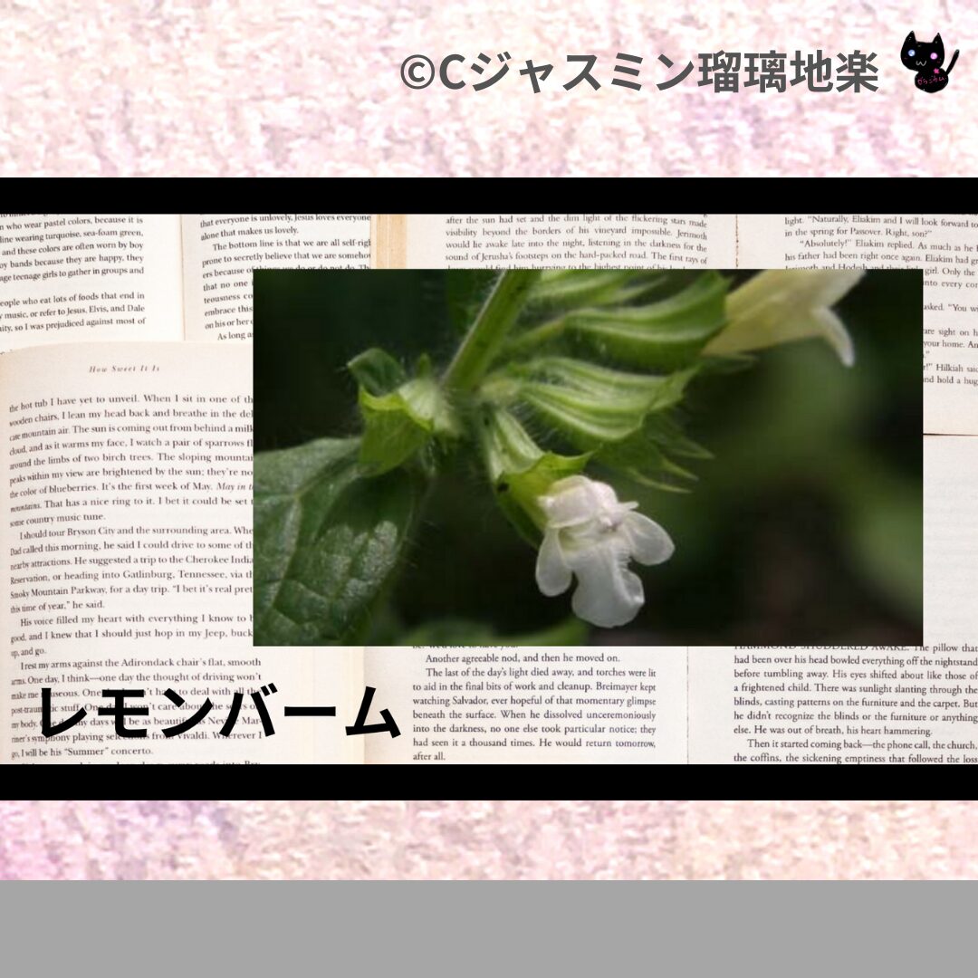 レモンバームのアロマハーブプチ辞典クイズ用アイキャッチ＠botanical-study/ハーブ