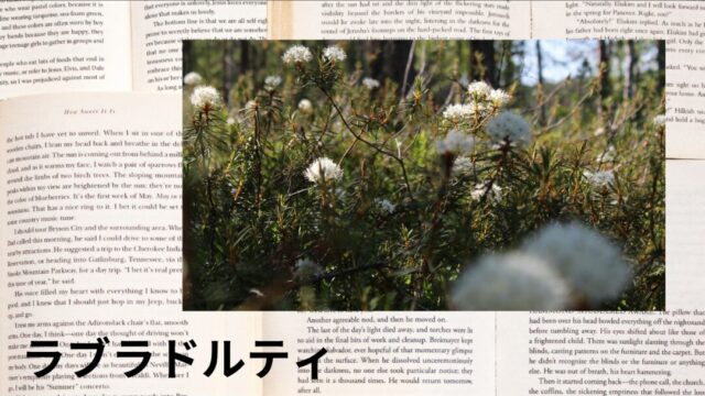 ラブラドルティ:プチ辞典