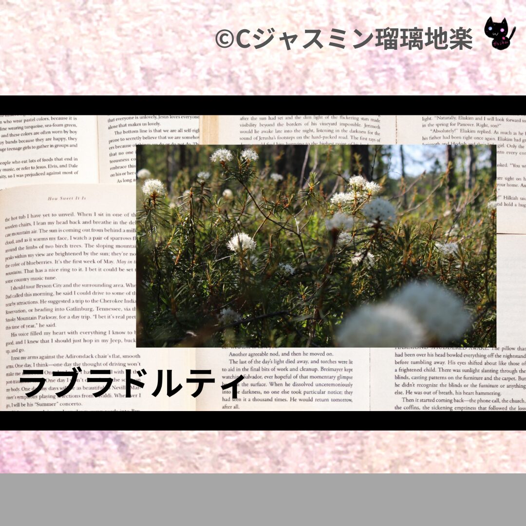 ラブラドルティのアロマハーブプチ辞典クイズ用アイキャッチ＠botanical-study