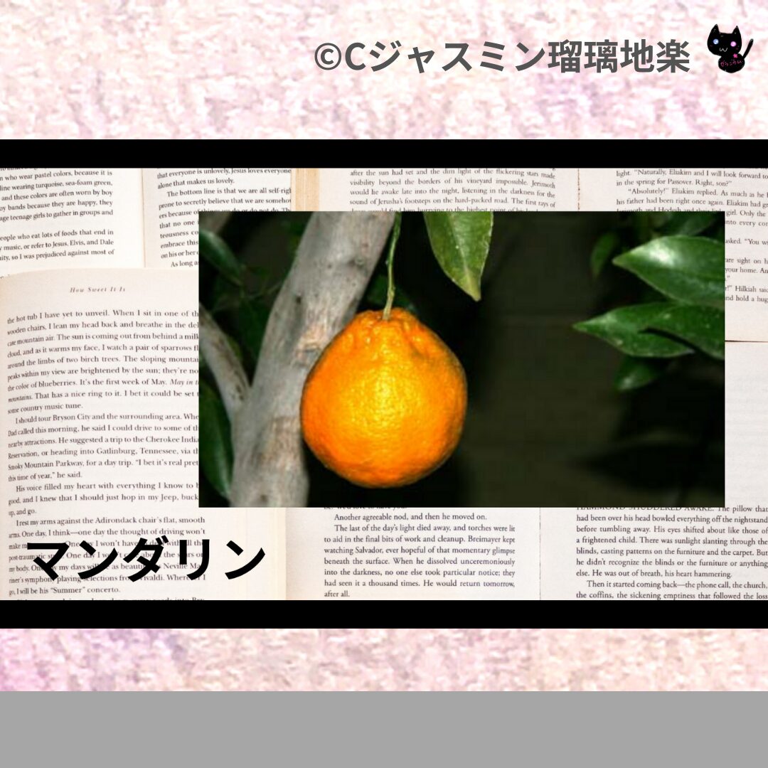 himalayan-cedar-ヒマラヤスギ/アイキャッチ-aromatherapy-herbs-petit-dictionary-quiz-botanical-study-gCJ.jpg