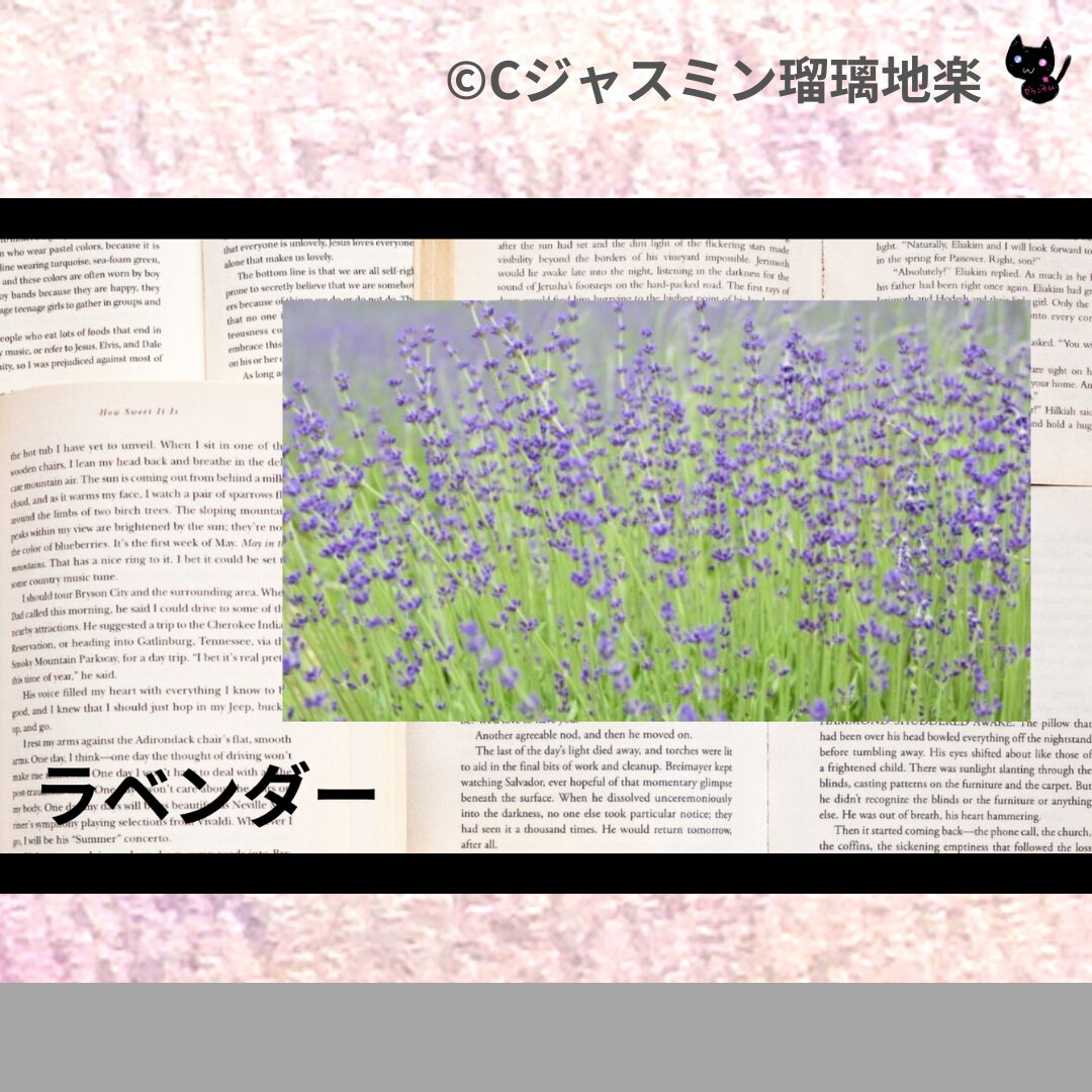 ラベンダーのアロマハーブプチ辞典クイズ用アイキャッチ＠botanical-study/ハーブ