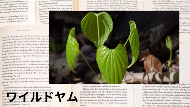 ワイルドヤム:プチ辞典