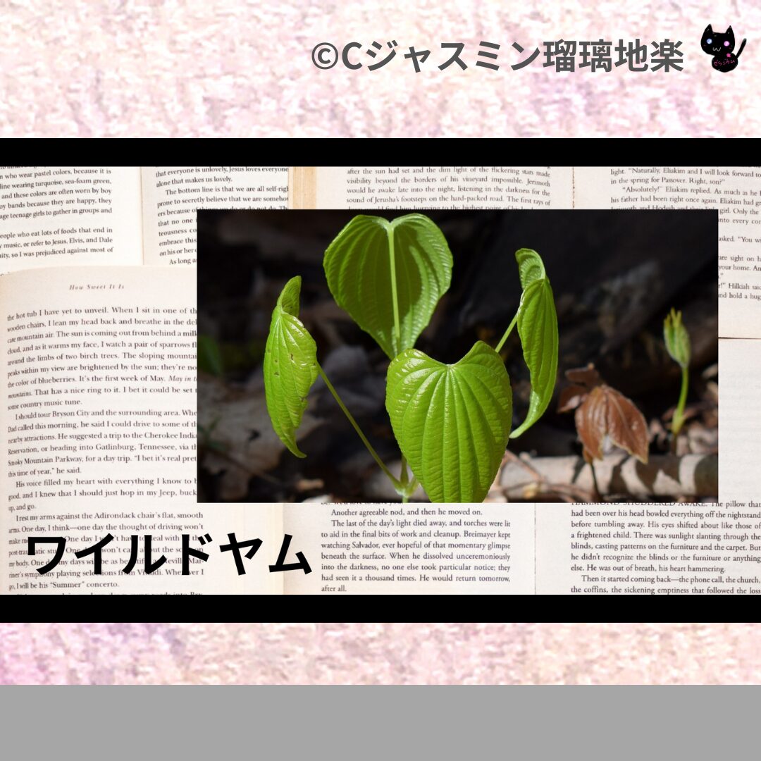 himalayan-cedar-ヒマラヤスギ/アイキャッチ-aromatherapy-herbs-petit-dictionary-quiz-botanical-study-gCJ.jpg
