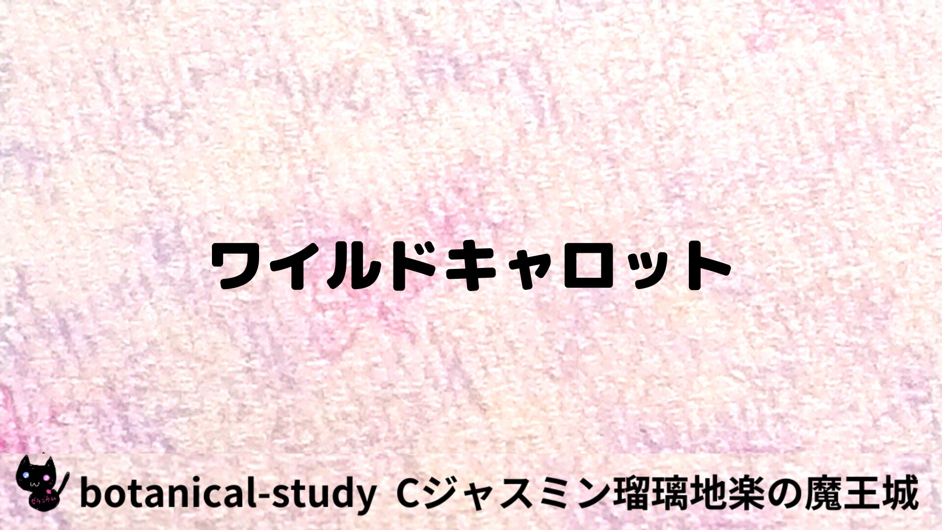 ワイルドキャロットのアロマハーブプチ辞典用アイキャッチ＠botanical-study