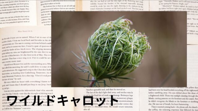 ワイルドキャロット：プチ辞典