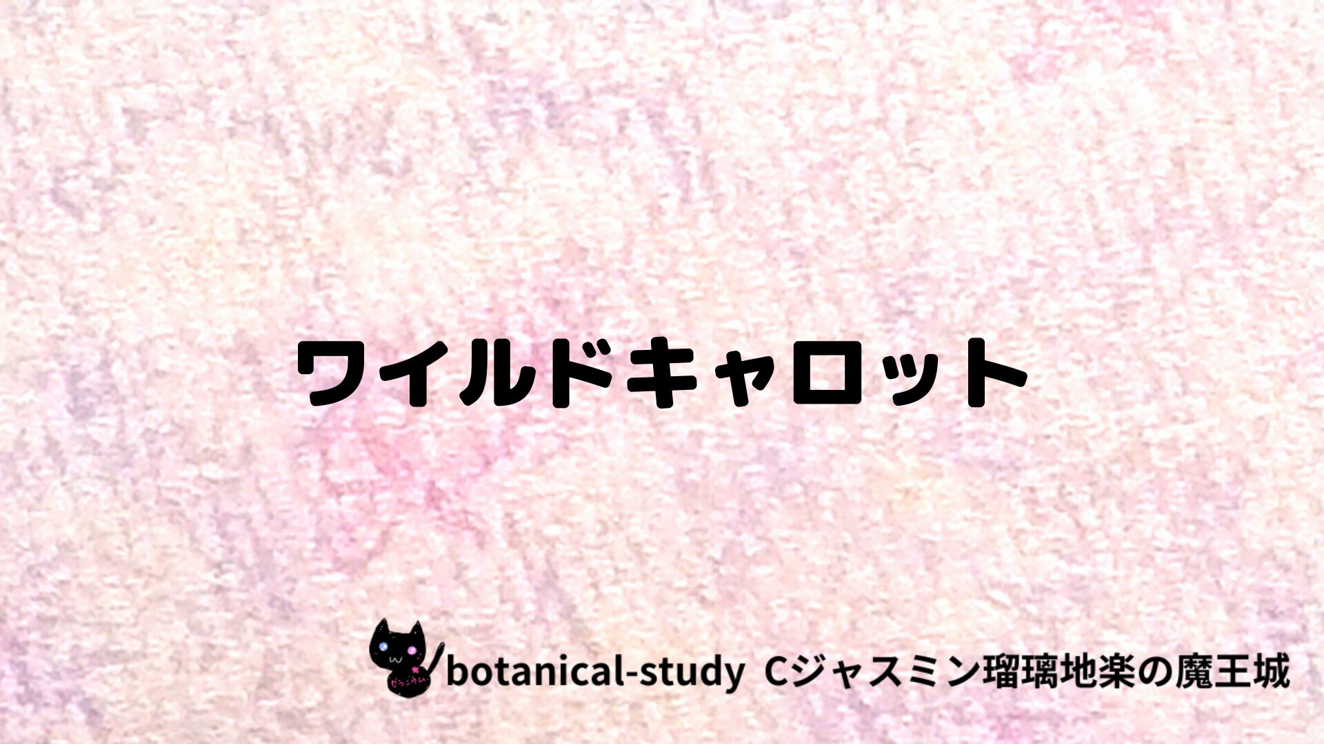 ワイルドキャロットのアロマハーブプチ辞典クイズ用アイキャッチ＠botanical-study