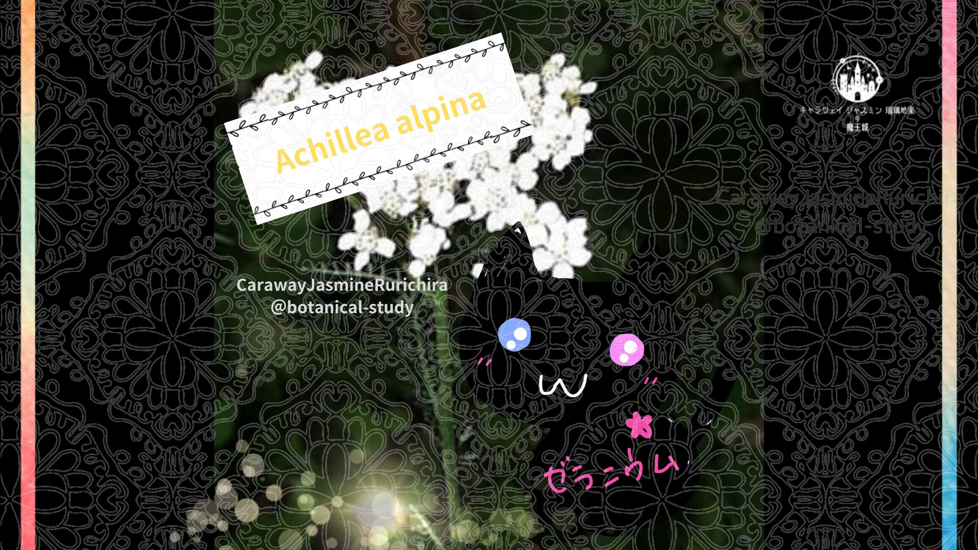 「ノコギリソウ」とCジャスミン瑠璃地楽の今日の誕生花B-11月12日＠botanical-study