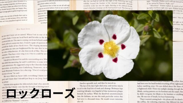 ロックローズ:プチ辞典