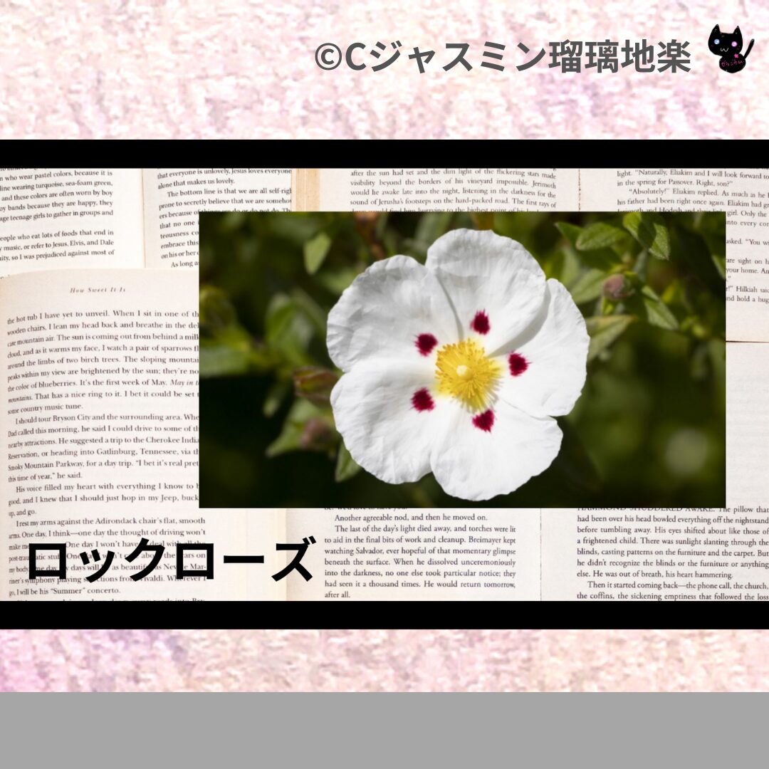 ロックローズのアロマハーブプチ辞典クイズ用アイキャッチ@botanical-study