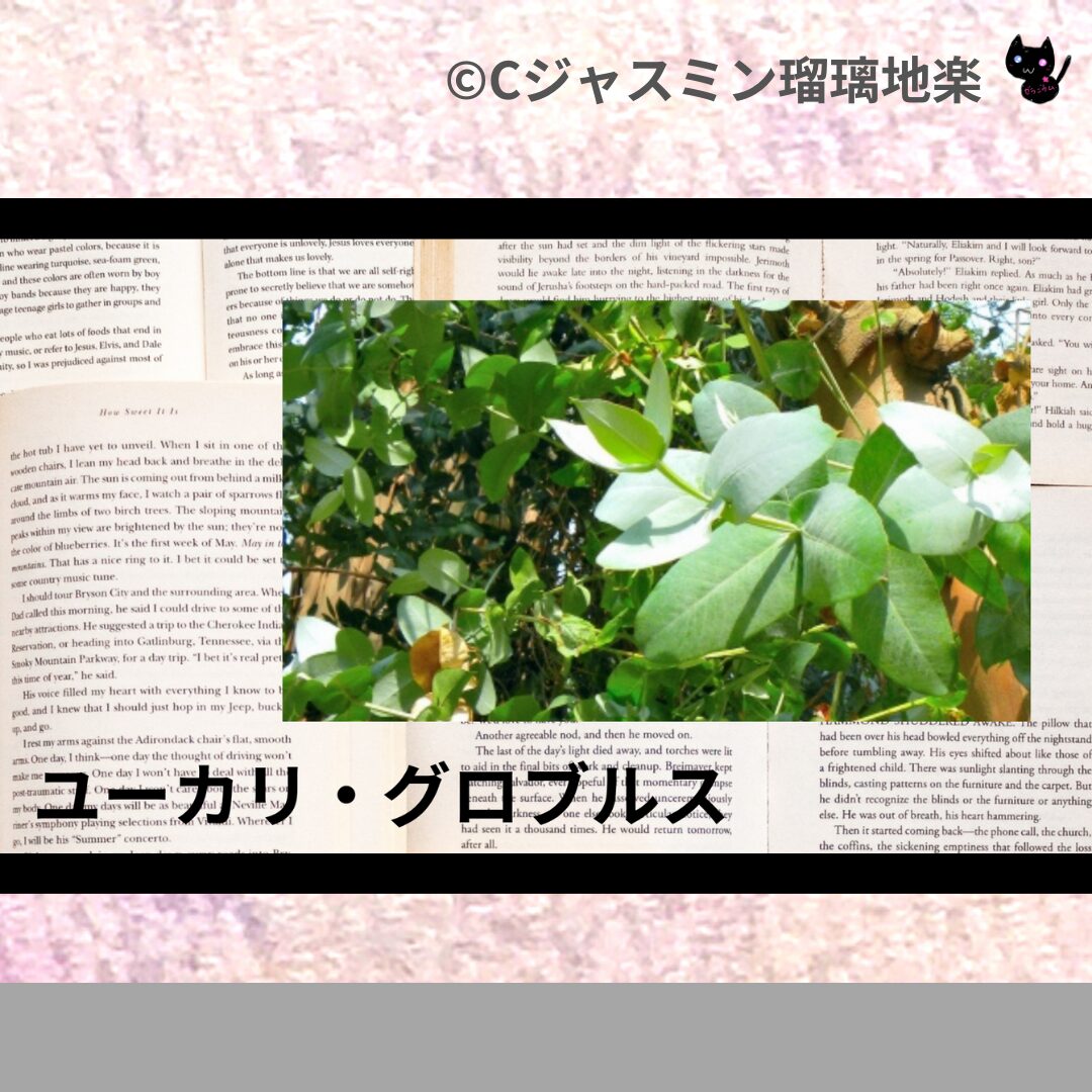 ユーカリ・グロブルスのアロマハーブプチ辞典クイズ用アイキャッチ＠botanical-study