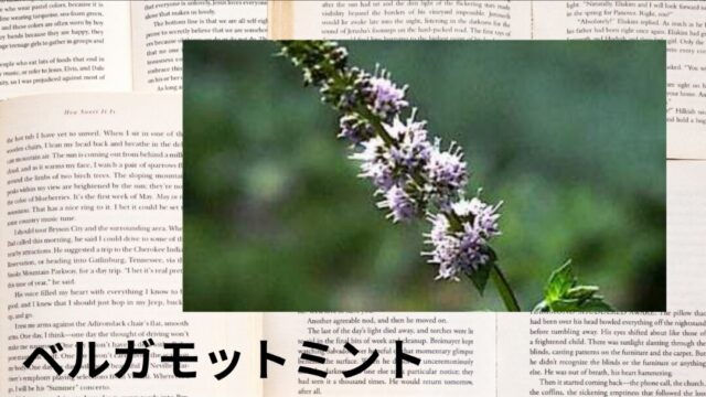 ベルガモットミント：プチ辞典