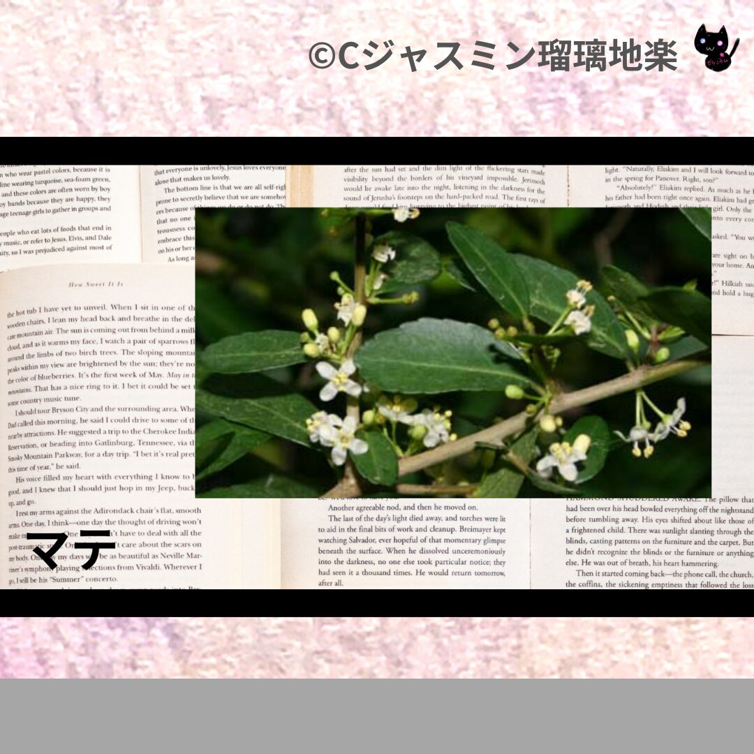 フェヌグリークのアロマハーブプチ辞典クイズ用アイキャッチ＠botanical-study/ハーブ
