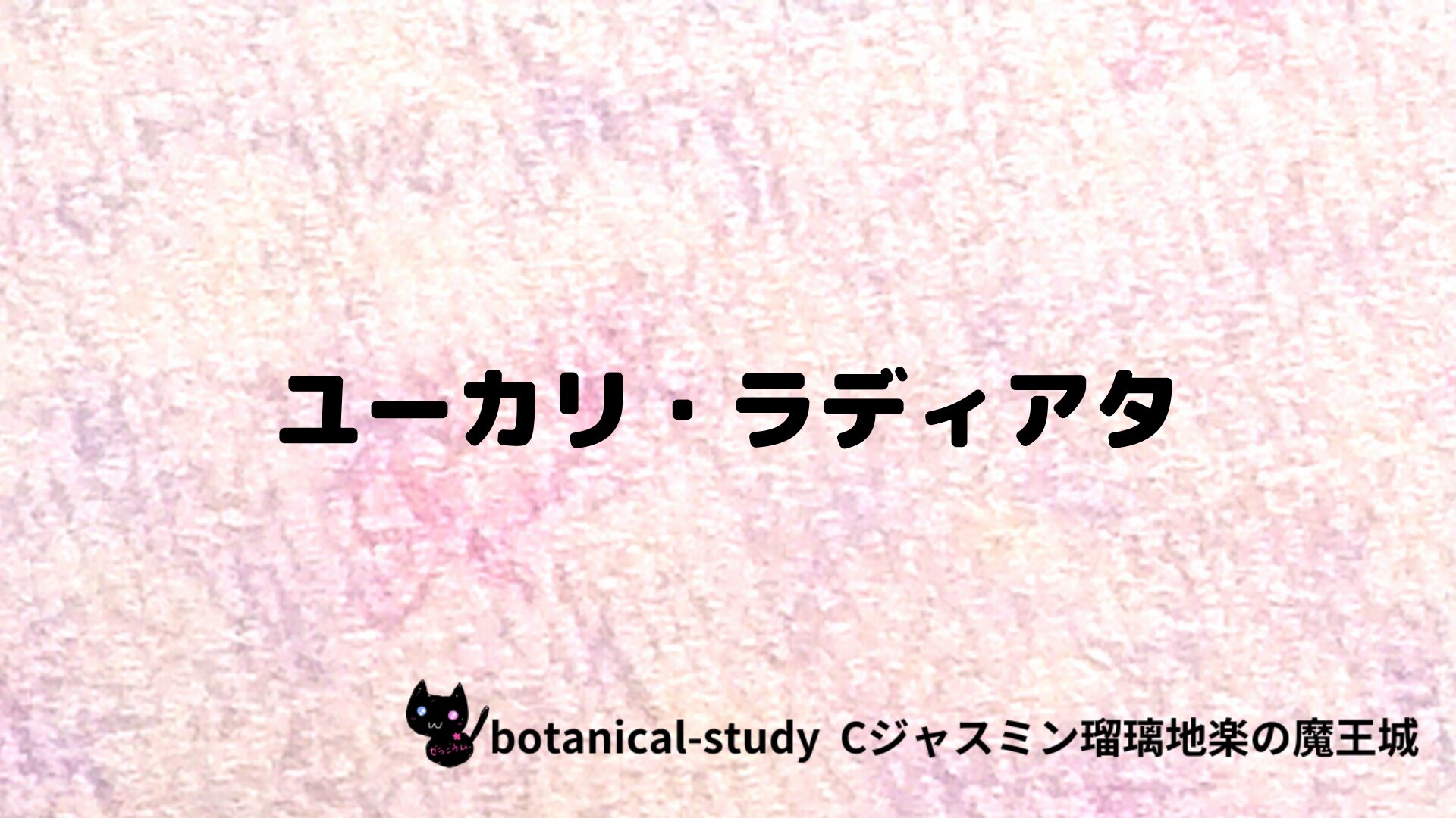 ユーカリ・ラディアタのアロマハーブプチ辞典クイズ用アイキャッチ＠botanical-study