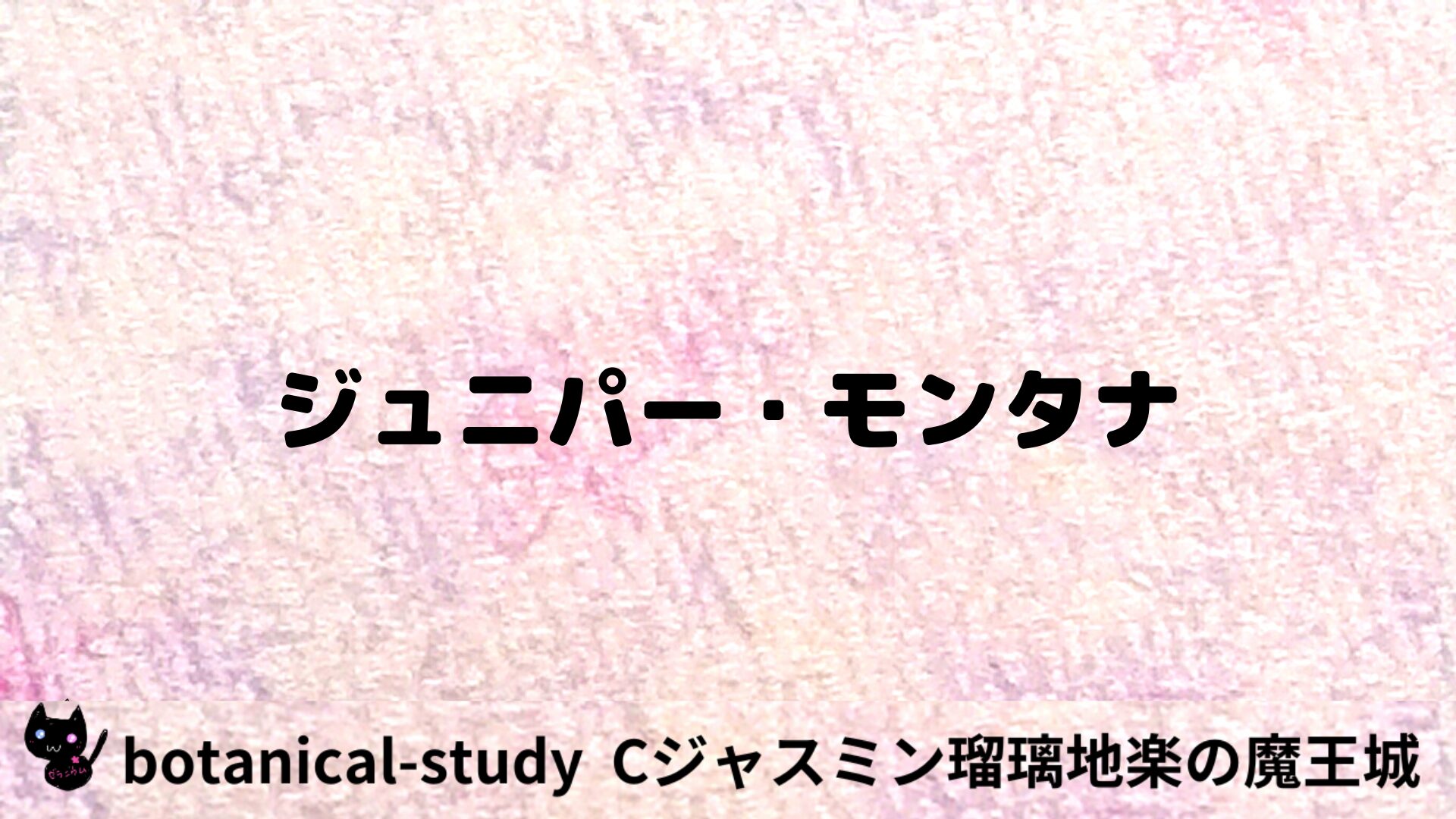 ジュニパー・モンタナのアロマハーブプチ辞典用アイキャッチ＠botanical-study