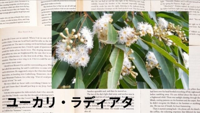 ユーカリ・ラディアタ:プチ辞典