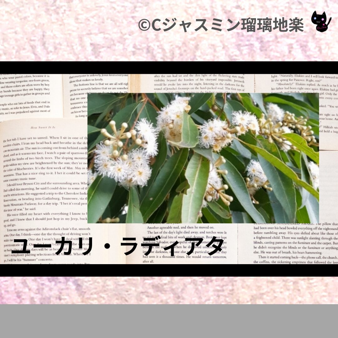 ユーカリ・ラディアタのアロマハーブプチ辞典クイズ用アイキャッチ＠botanical-study
