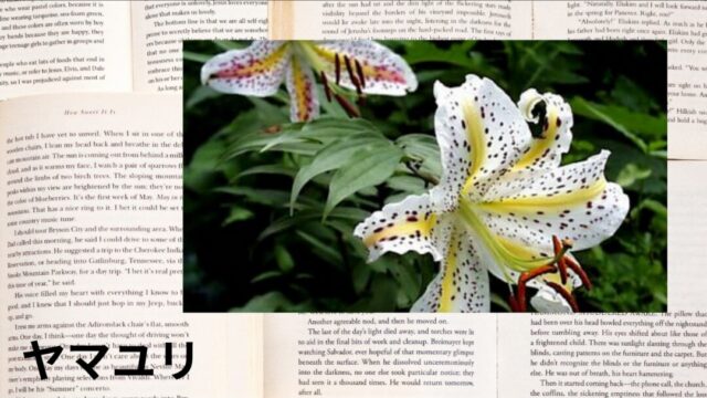 ヤマユリ：プチ辞典