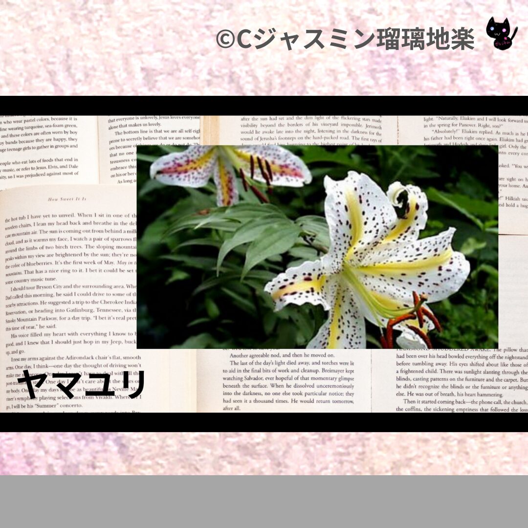 ヤマユリのアロマハーブプチ辞典クイズ用アイキャッチ＠botanical-study/ハーブ