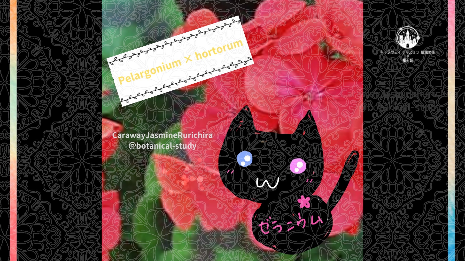 「ゼラニウム/赤」8月11日とCジャスミン瑠璃地楽の今日の誕生花＠botanical-study