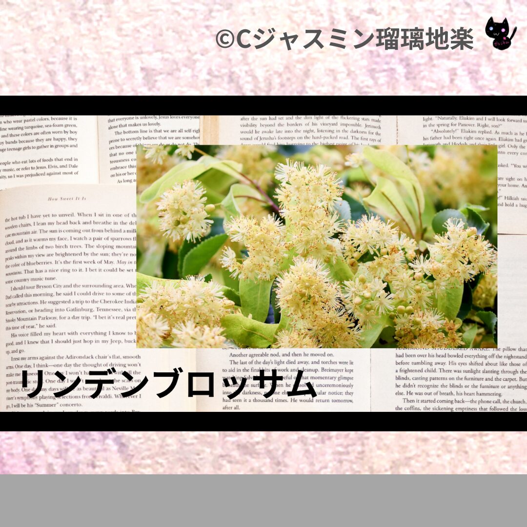 himalayan-cedar-ヒマラヤスギ/アイキャッチ-aromatherapy-herbs-petit-dictionary-quiz-botanical-study-gCJ.jpg