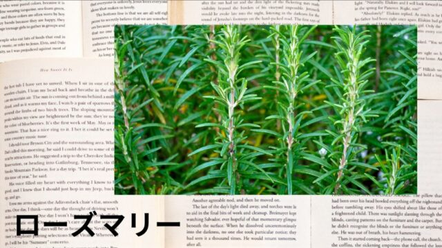 ローズマリー：プチ辞典