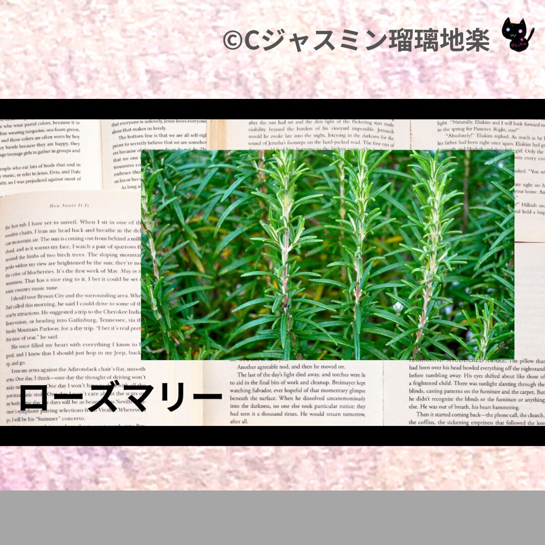 ローズマリーのアロマハーブプチ辞典クイズ用アイキャッチ@botanical-study/ハーブ