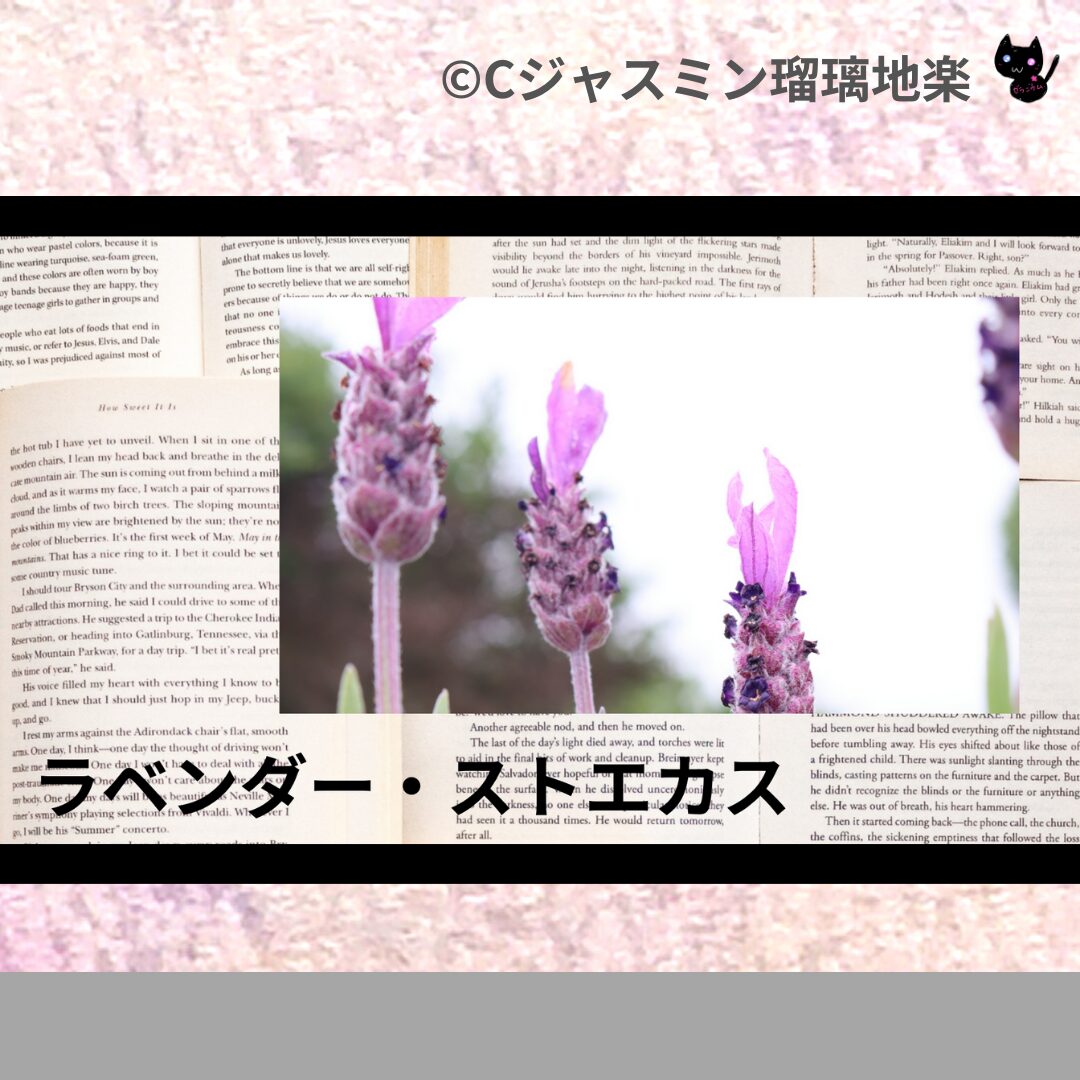 ラベンダー・ストエカスのアロマハーブプチ辞典クイズ用アイキャッチ＠botanical-study