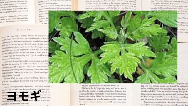 ヨモギ:プチ辞典