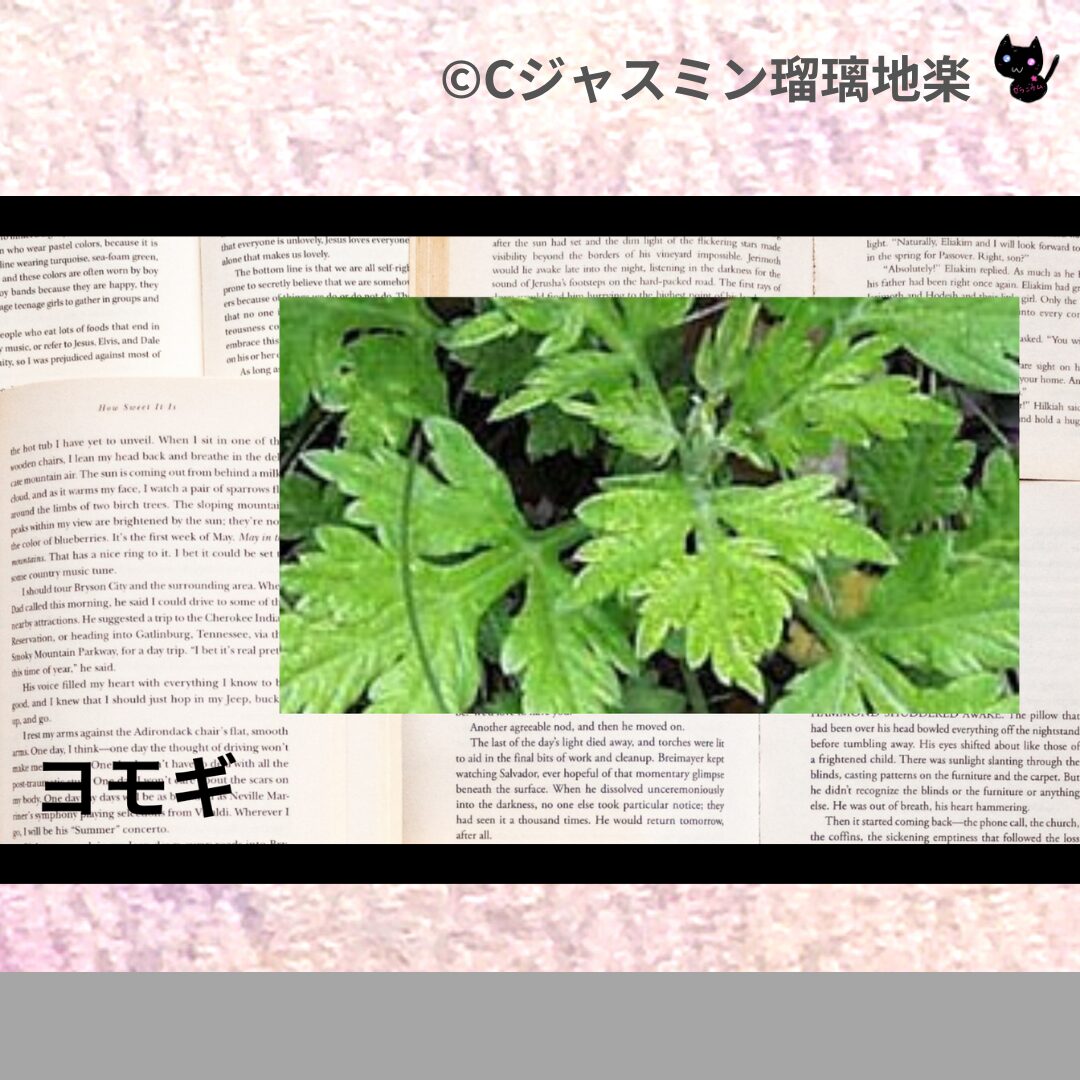 ヨモギのアロマハーブプチ辞典クイズ用アイキャッチ＠botanical-study/ハーブ