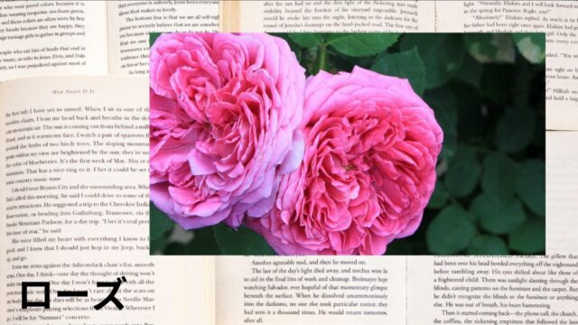 ローズ：プチ辞典