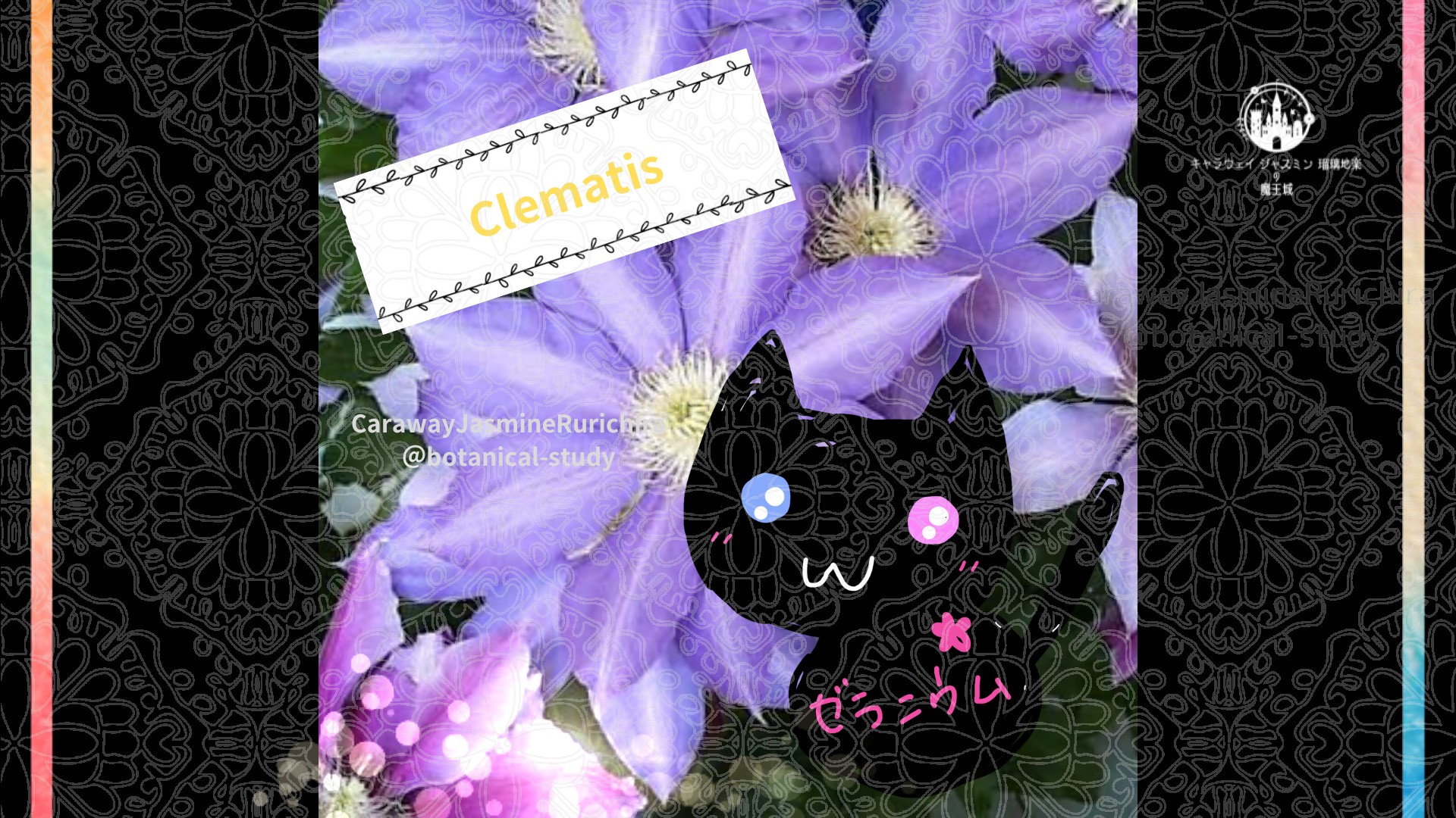 今日の誕生花A　7.2