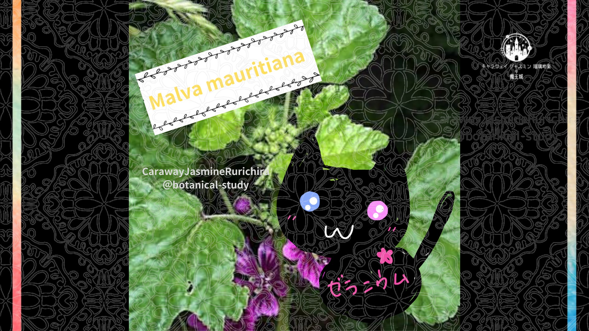 「ゼニアオイ」3月21日とCジャスミン瑠璃地楽の今日の誕生花＠botanical-study