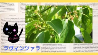 Aroma Herb Diagnosis‐Lavender‐angustifoliaラベンダー・アングスティフォリア＠botanical-study