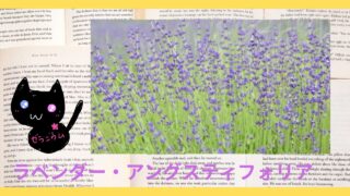 Aroma Herb Diagnosis‐Lavender‐angustifoliaラベンダー・アングスティフォリア＠botanical-study