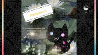 今日の誕生花A 4.27