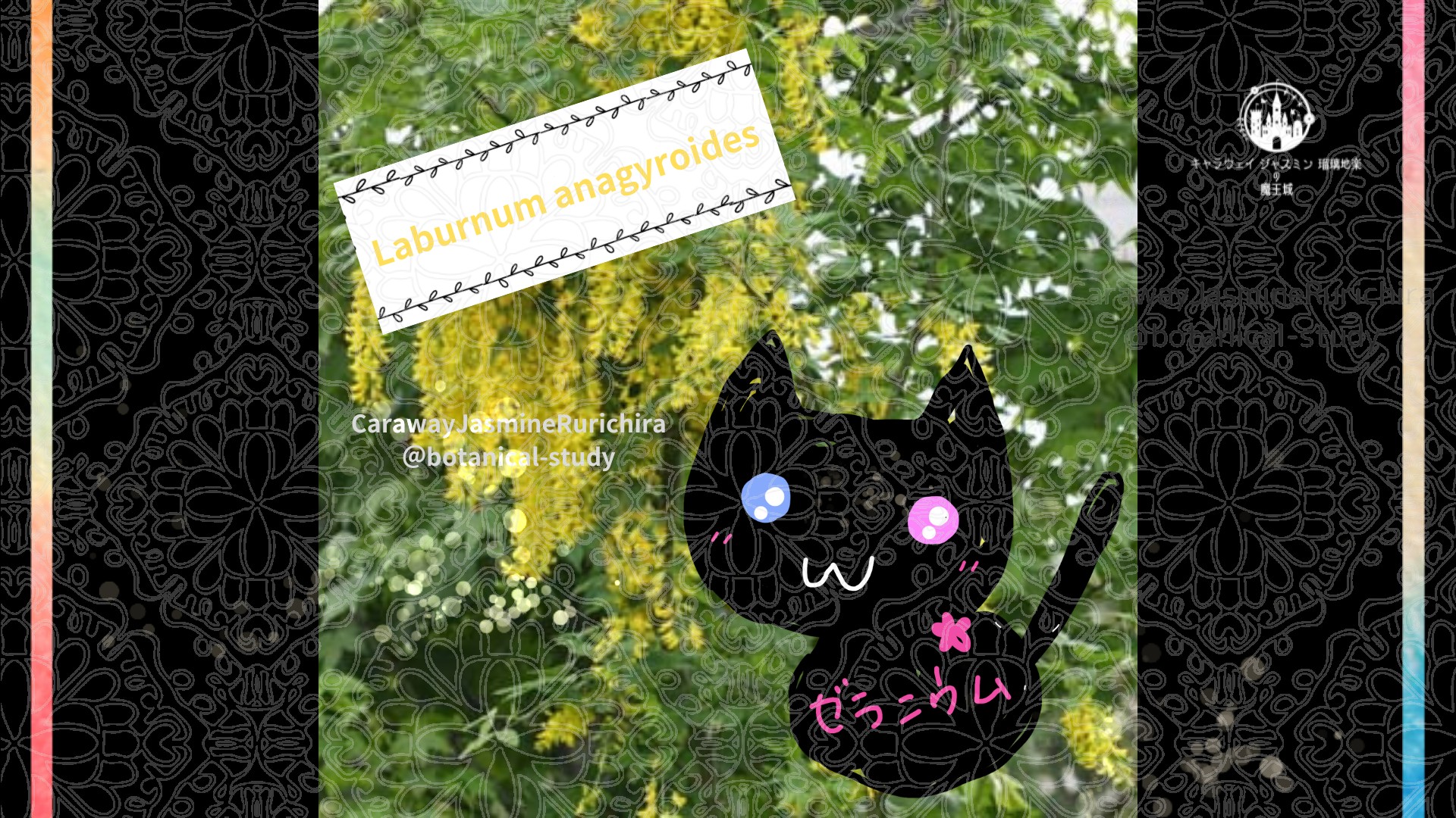 「キングサリ」4月30日とCジャスミン瑠璃地楽の今日の誕生花＠botanical-study