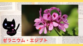 Aroma Herb Diagnosis‐Geranium Egypt‐ゼラニウム・エジプト＠botanical-study