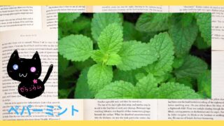 Aroma Herb Diagnosis‐Peppermint‐ペパーミント＠botanical-study