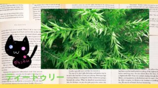 Aroma Herb Diagnosis‐Tea Tree‐ティートゥリー＠botanical-study