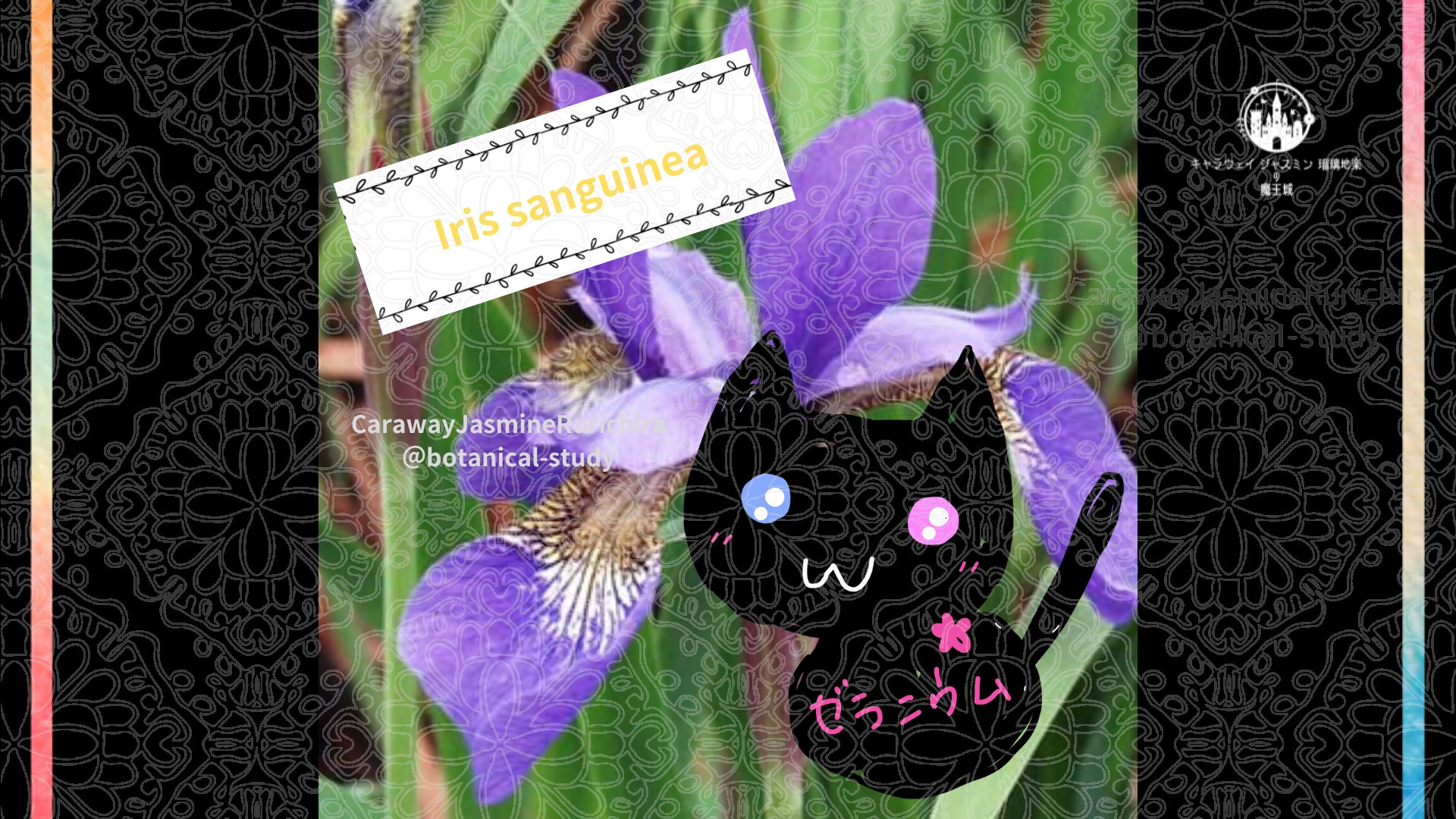 「アヤメ」5月5日とCジャスミン瑠璃地楽の今日の誕生花＠botanical-study