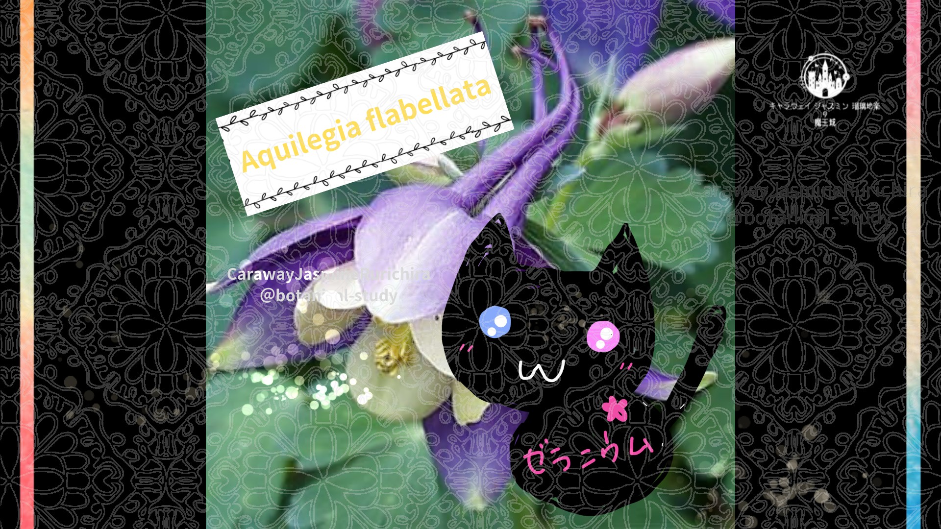 今日の誕生花A　5.14