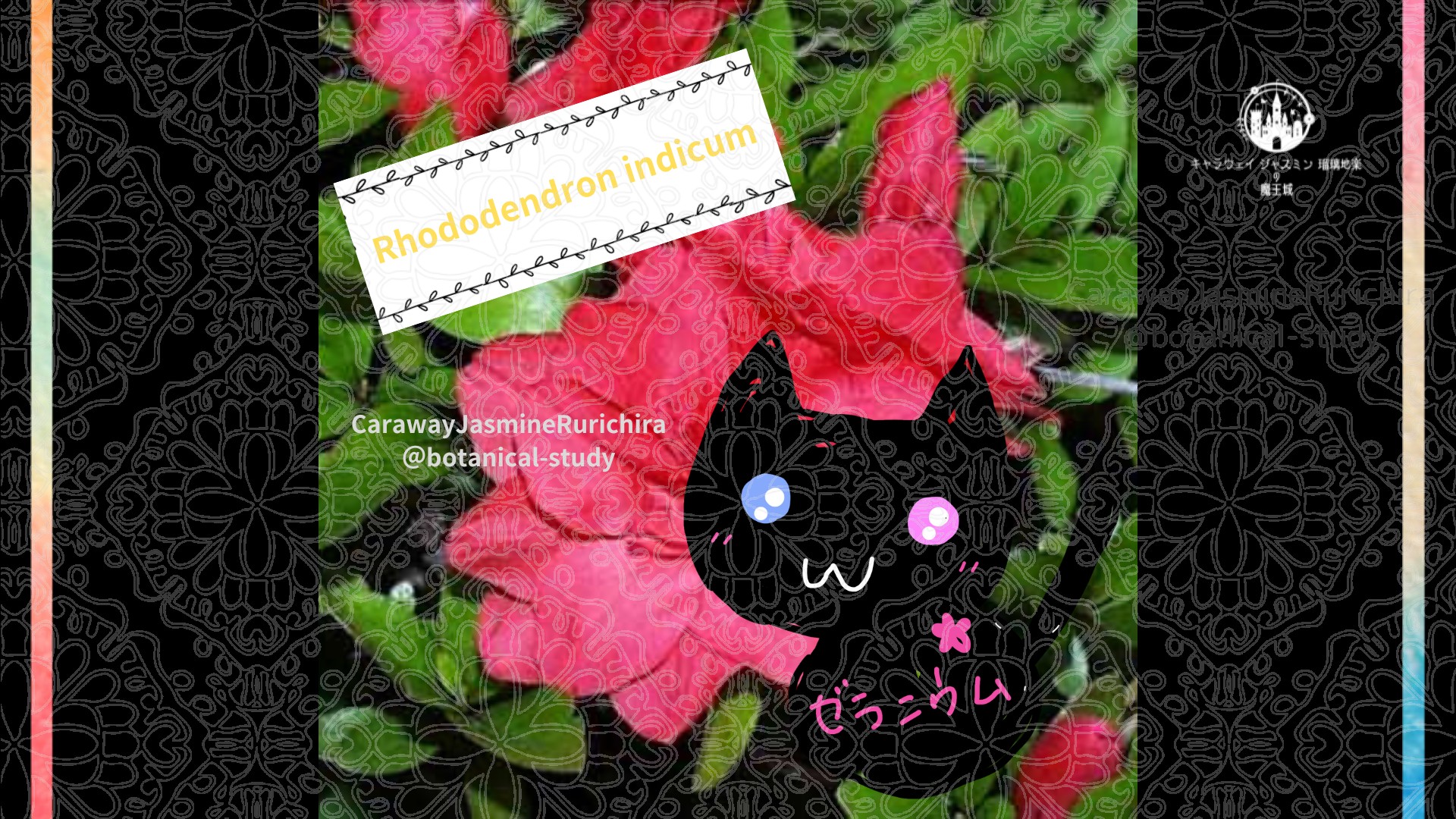 今日の誕生花A　5.19