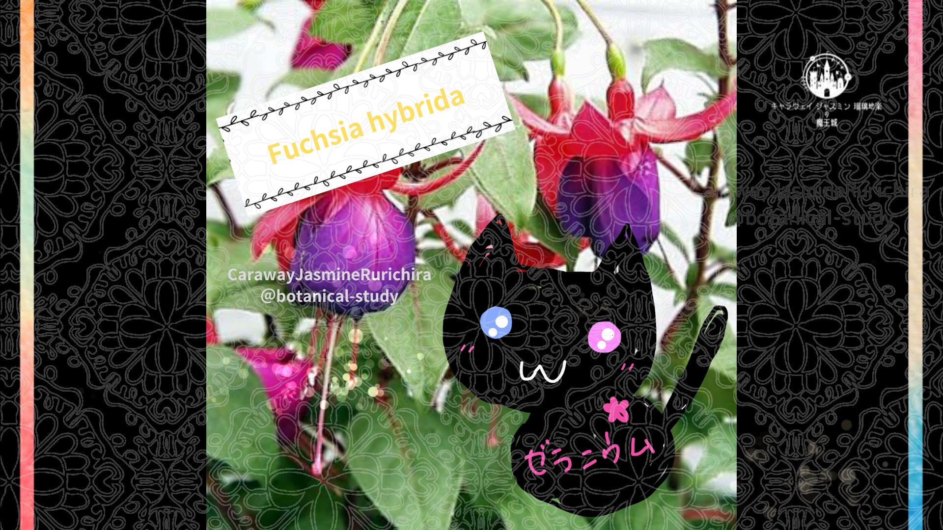 今日の誕生花A　5.22