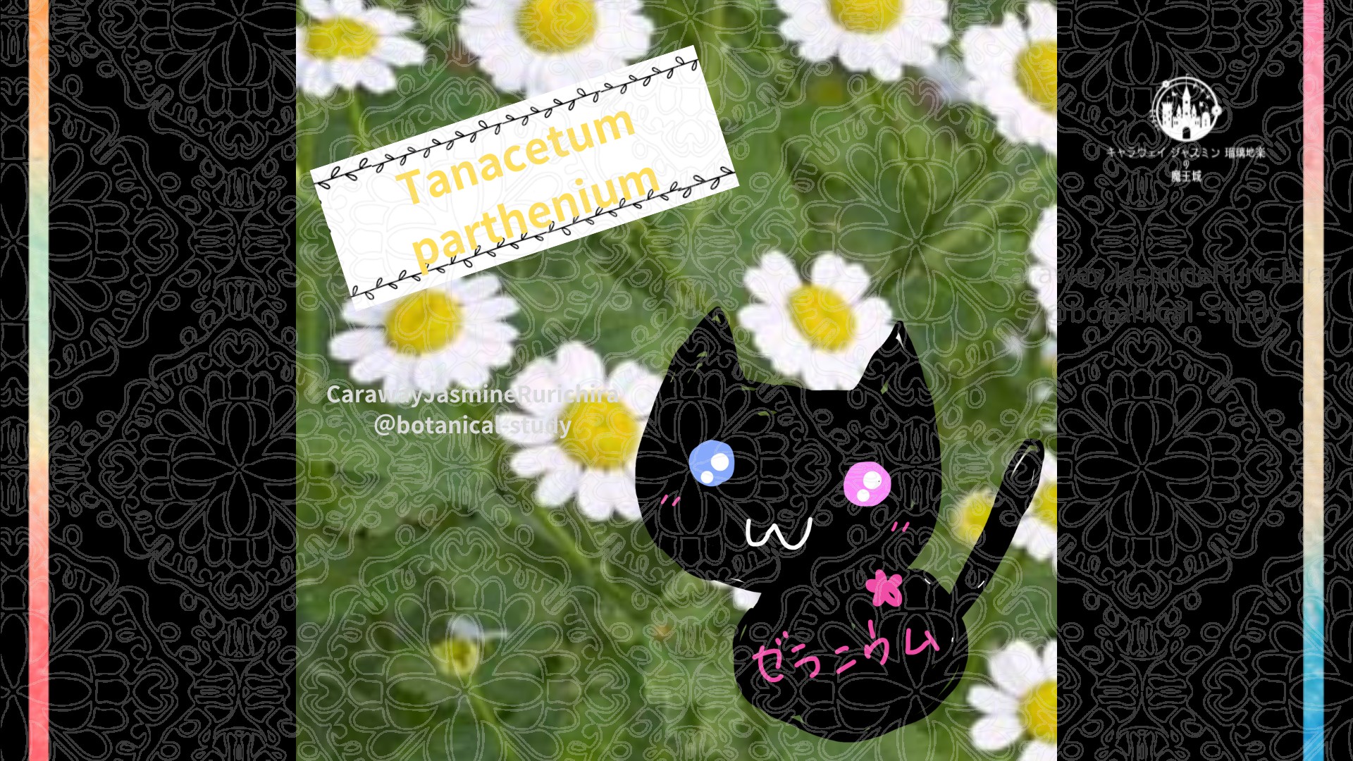 今日の誕生花A　5.27