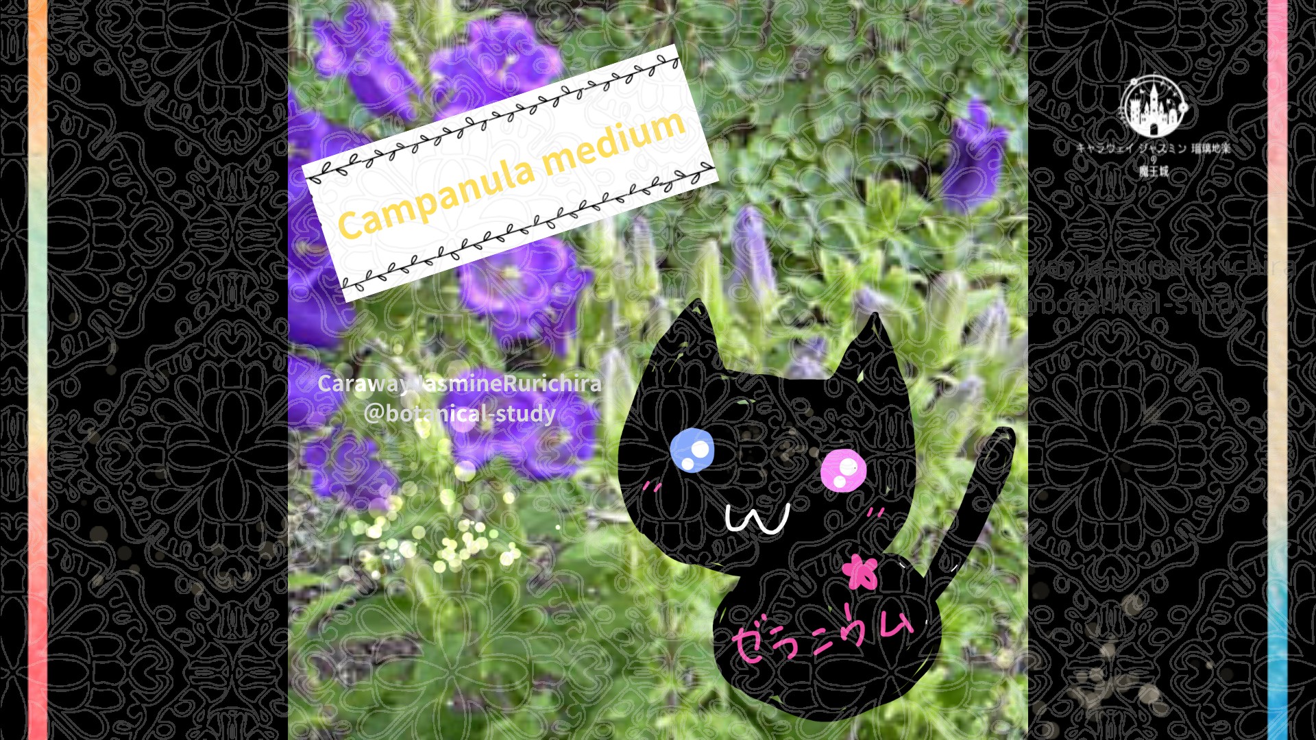 今日の誕生花A　5.15
